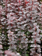 Berberis thunbergii 'Chocolate Summer' ®